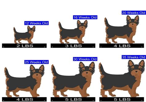 Yorkshire Terrier Weight Chart