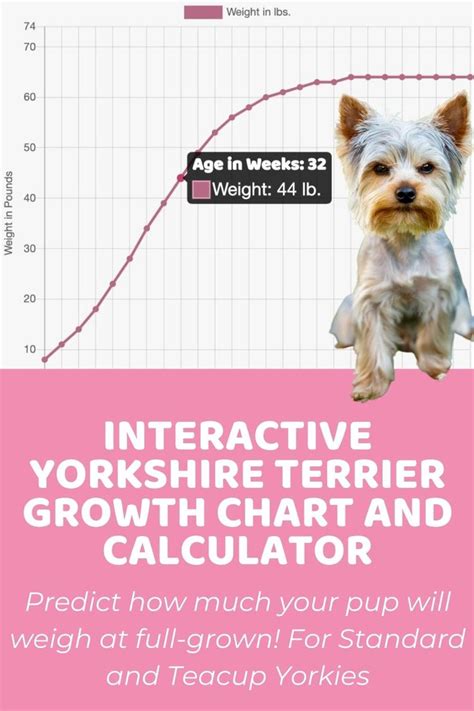 Yorkshire Weight Chart