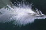 YouTube Feather Factry Wind