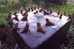 YouTube Hummingbird Pool