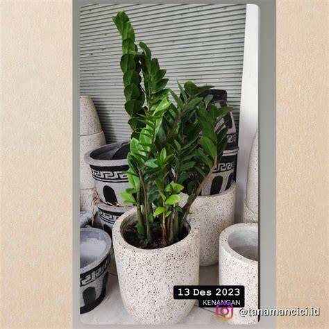 ZZ Plant