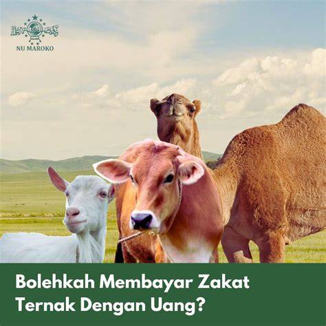 Zakat Hasil Ternak