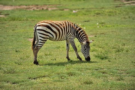 Zebra Merumput