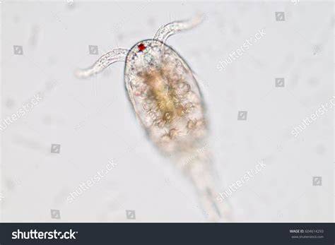 Zooplankton under microscope