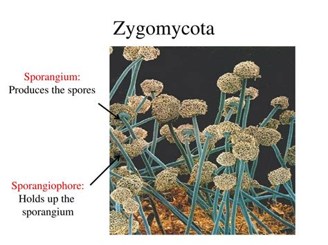Zygomycota