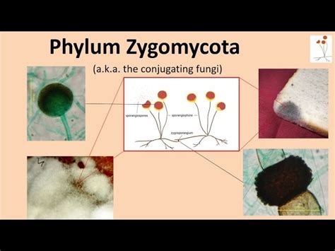 Reproduksi Zygomycota Oomycota