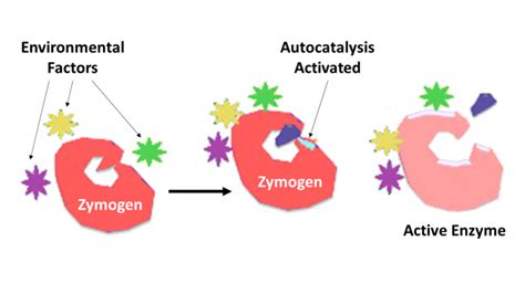 Zymogen activation conformational change