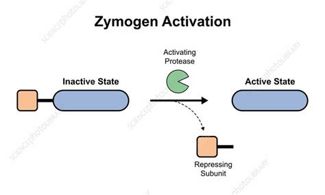 Zymogen activation by hydrolysis