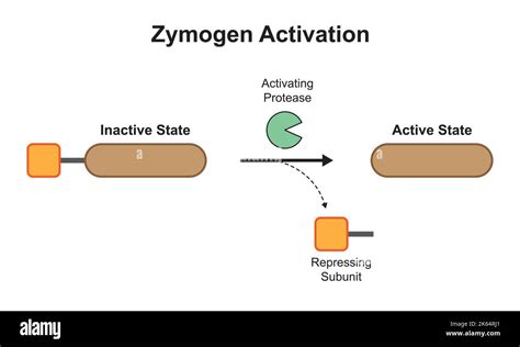 Zymogen definition