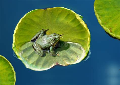 a frog on a lotus leaf
