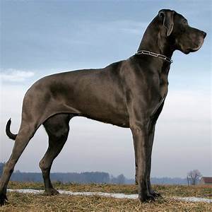 A Giant Dog