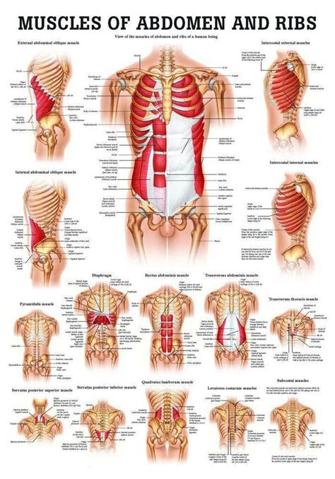 Abdominal Muscle Chart