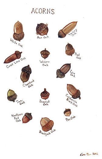 Acorn Identification Chart