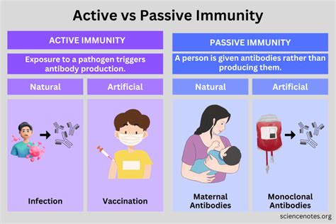 active vs passive immune response