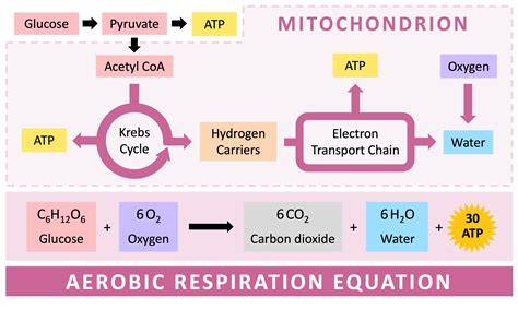 aerobic respiration pathway