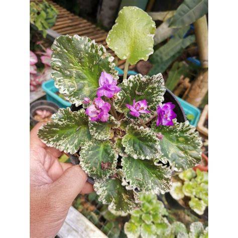 African Violet