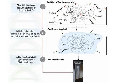 Alcohol DNA Stabilization