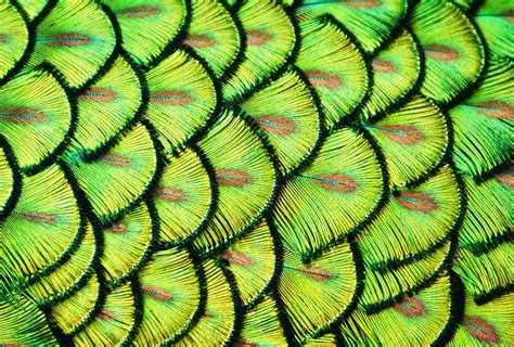 all types of patterns in nature