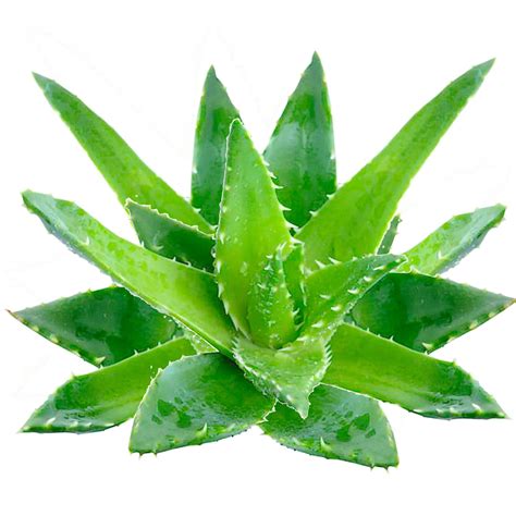 Lidah Buaya