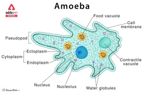 ameba cell division