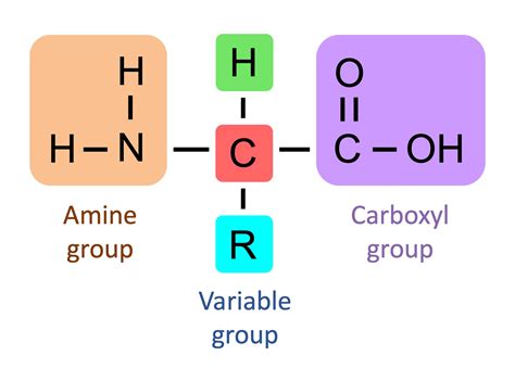 amino acid structure