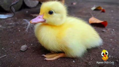 Anak itik lucu