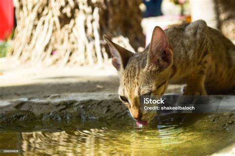 Anak kucing minum