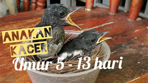 anakan kacer
