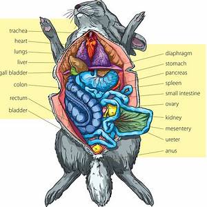 Anatomy Rabbit
