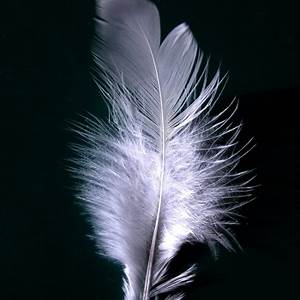 Angels Feather