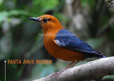 anis merah