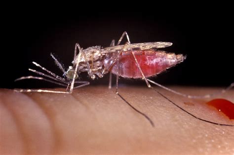 Anopheles Mosquito Image