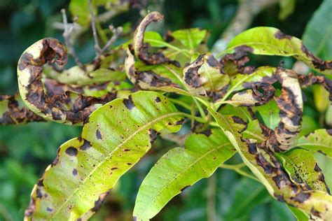 Anthracnose on Mexican Mango Tree