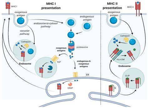 antigen presentation pathway