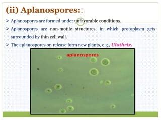 Aplanospora Non-Motil