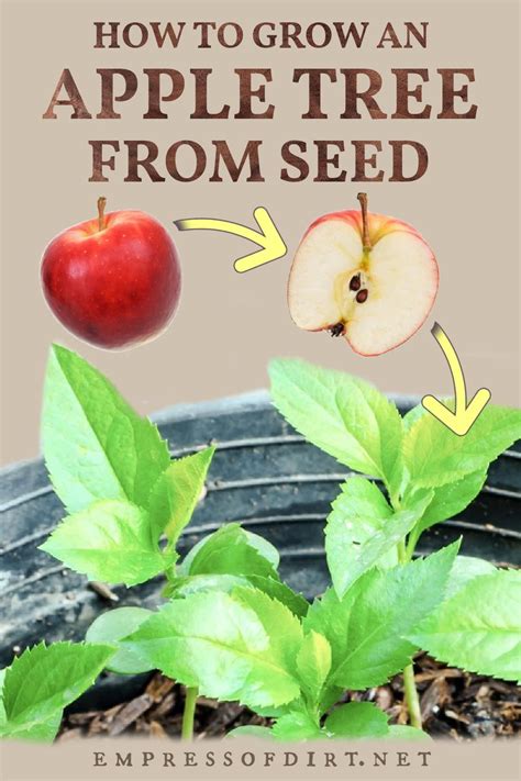 apple tree growth from seed