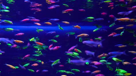 Aquarium ikan neon