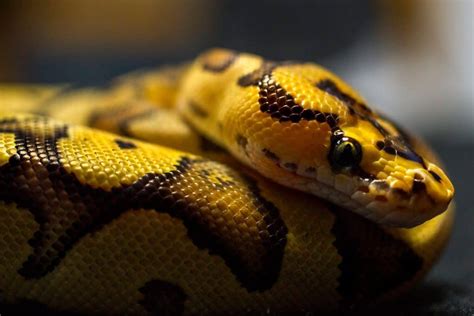 are ball python snakes good pets