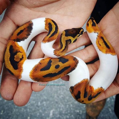 are ball pythons good for beginners