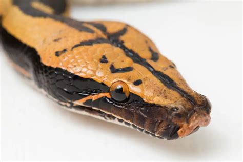 are blood pythons good for beginners