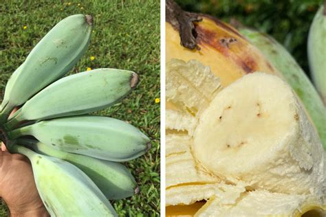 are blue java bananas really blue