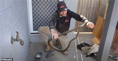 are carpet pythons aggressive
