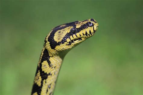 are carpet pythons dangerous