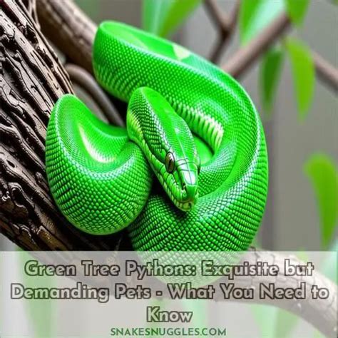 are green tree pythons good for beginners