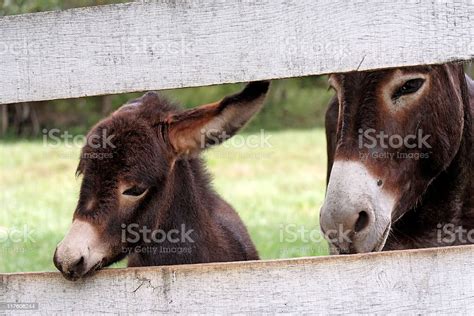 are mules affectionate