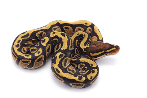 are royal pythons good for beginners