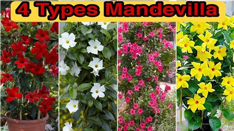 are there different types of mandevilla