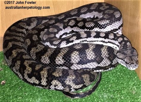 are there pythons in australia