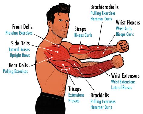 arm growing exercises