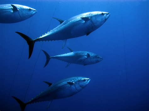 Bluefin Tuna